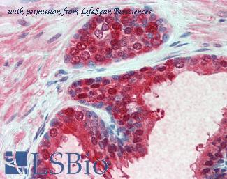 LifeSpan Biosciences LS-B5994 image 2