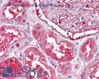 LifeSpan Biosciences LS-B6255 image 1