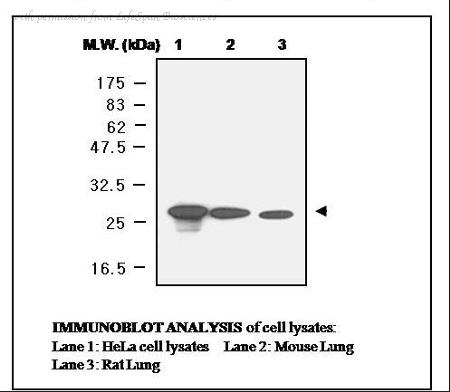 LifeSpan Biosciences LS-B6255 image 2