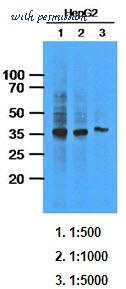 LifeSpan Biosciences LS-B6269 image 1