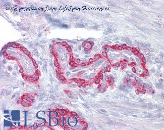 LifeSpan Biosciences LS-B7077 image 1