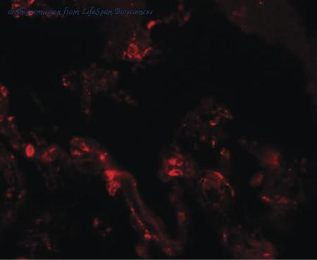 LifeSpan Biosciences LS-B7077 image 2