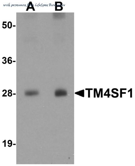 LifeSpan Biosciences LS-B7077 image 3