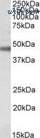 LifeSpan Biosciences LS-B7227 image 1