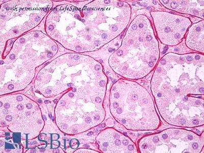 LifeSpan Biosciences LS-B7348 image 1