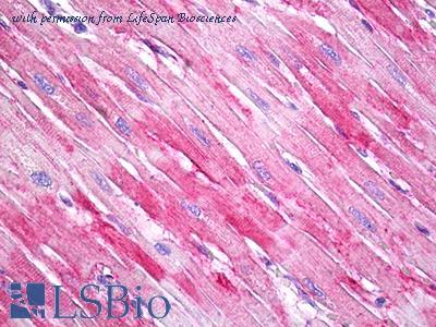 LifeSpan Biosciences LS-B7354 image 1