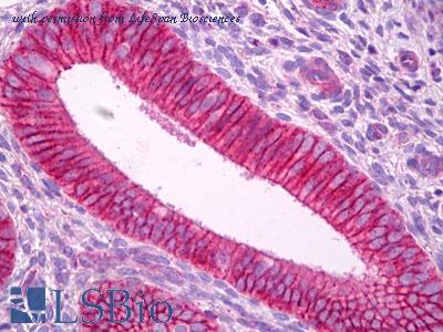LifeSpan Biosciences LS-B7528 image 1