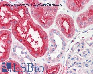 LifeSpan Biosciences LS-B7715 image 1