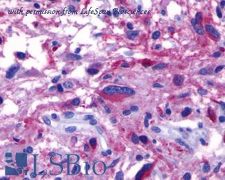 LifeSpan Biosciences LS-A2019 image 1