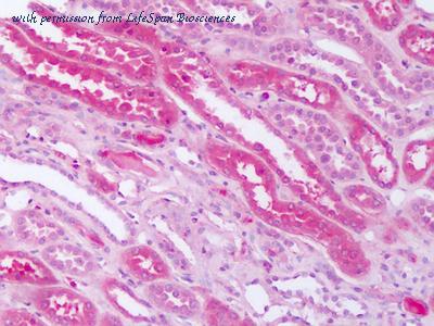 LifeSpan Biosciences LS-A2666 image 1