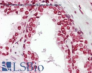 LifeSpan Biosciences LS-B8063 image 1