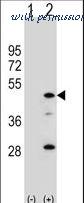 LifeSpan Biosciences LS-C155827 image 1