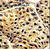 LifeSpan Biosciences LS-C155827 image 2
