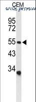LifeSpan Biosciences LS-C155923 image 1