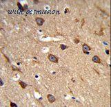 LifeSpan Biosciences LS-C155923 image 2