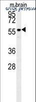 LifeSpan Biosciences LS-C156232 image 1