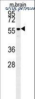 LifeSpan Biosciences LS-C156232 ͼ 1