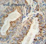 LifeSpan Biosciences LS-C156232 image 2