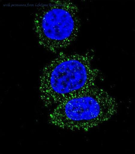 LifeSpan Biosciences LS-C156232 ͼ 3