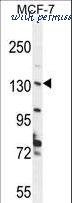 LifeSpan Biosciences LS-C160443 image 1