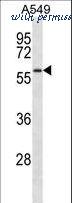 LifeSpan Biosciences LS-C161303 image 1