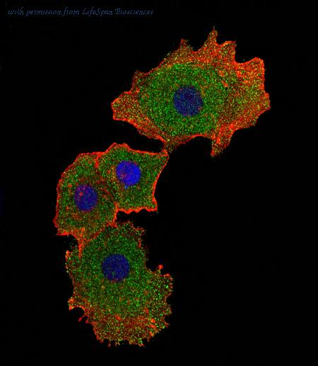LifeSpan Biosciences LS-C161303 image 2