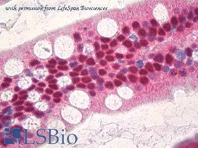 LifeSpan Biosciences LS-B8634 image 1