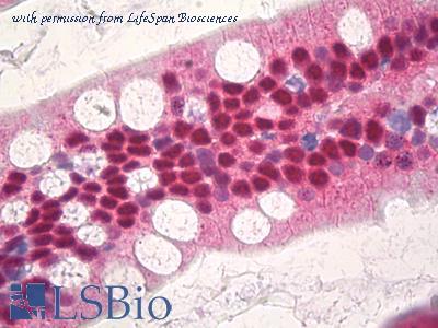 LifeSpan Biosciences LS-B8634 ͼ 1