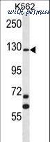 LifeSpan Biosciences LS-C164083 image 1