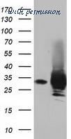 LifeSpan Biosciences LS-C115748 image 1