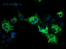 LifeSpan Biosciences LS-C115748 image 2