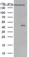 LifeSpan Biosciences LS-C172653 image 1