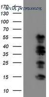 LifeSpan Biosciences LS-C173295 image 1