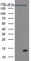LifeSpan Biosciences LS-C173401 image 1