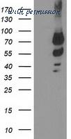 LifeSpan Biosciences LS-C173437 image 1