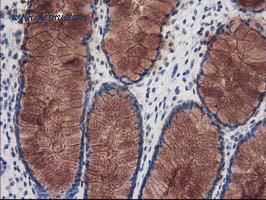 LifeSpan Biosciences LS-C173437 image 2