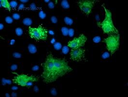 LifeSpan Biosciences LS-C173437 image 3