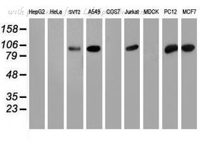 LifeSpan Biosciences LS-C173559 image 1