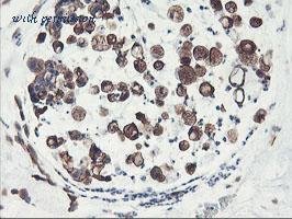 LifeSpan Biosciences LS-C173559 image 2