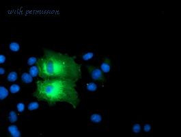 LifeSpan Biosciences LS-C173559 image 3