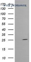 LifeSpan Biosciences LS-C174314 image 1