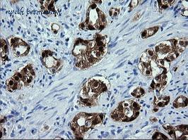 LifeSpan Biosciences LS-C174314 image 2