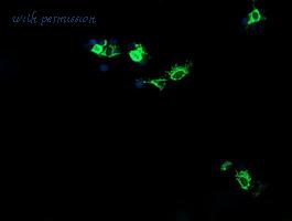 LifeSpan Biosciences LS-C174314 image 3
