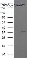 LifeSpan Biosciences LS-C174568 image 1