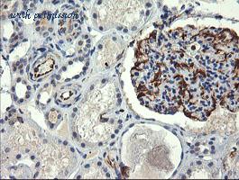 LifeSpan Biosciences LS-C174568 image 2