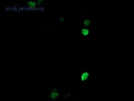 LifeSpan Biosciences LS-C174568 image 3