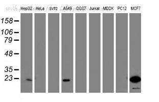 LifeSpan Biosciences LS-C175123 image 1