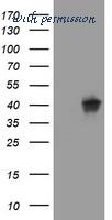 LifeSpan Biosciences LS-C175701 image 1