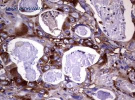 LifeSpan Biosciences LS-C175701 image 2