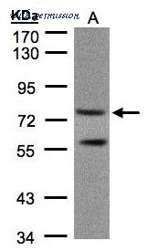 LifeSpan Biosciences LS-C185777 ͼ 1